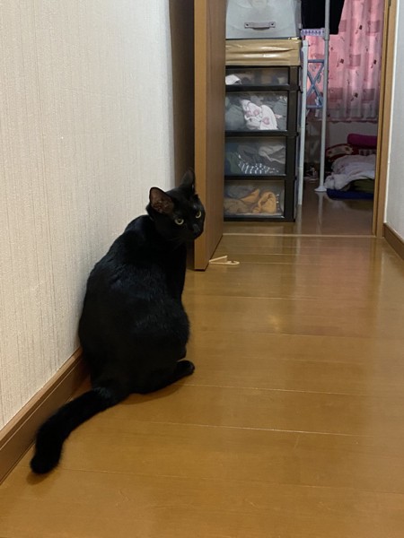 猫 黒猫 フクの写真