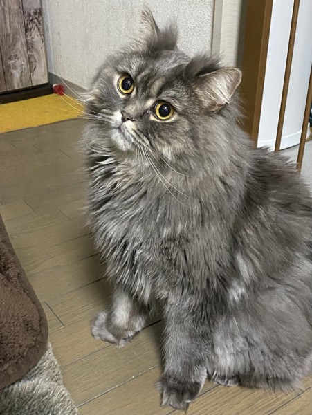 猫 スコティッシュフォールド ラキの写真