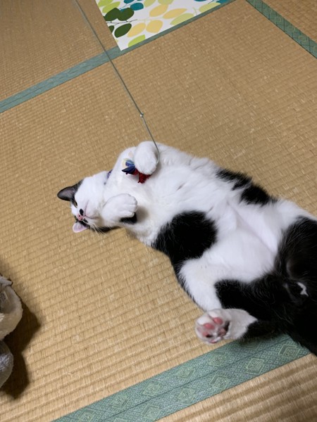 猫 雑種（ミックス） ソラの写真