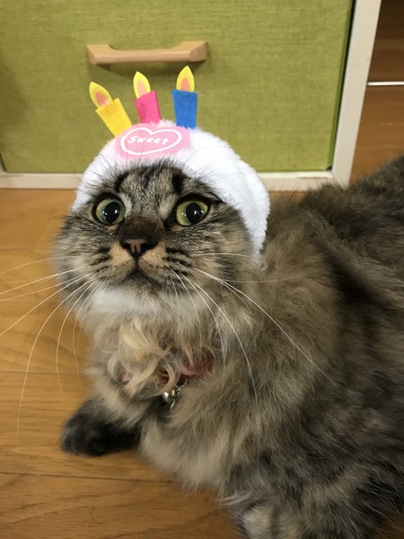 猫 チンチラペルシャ さらの写真