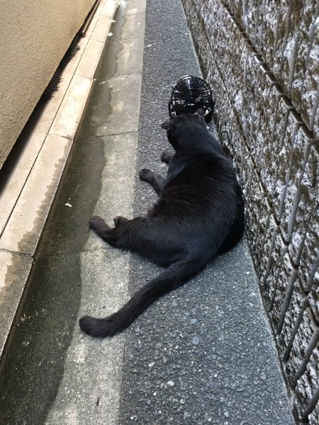 猫 黒猫 デカポンの写真