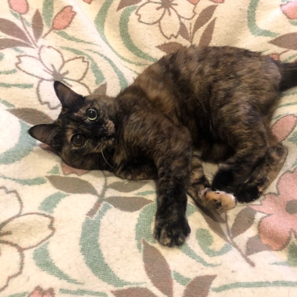 猫 サビ猫 ポンちゃんの写真