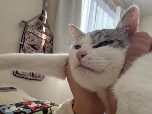 猫 サバシロ もーしゃんの写真