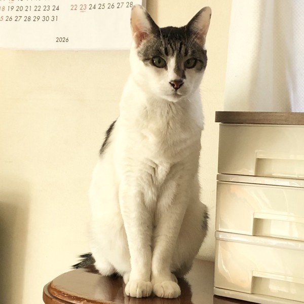 猫 雑種（ミックス） ラブの写真