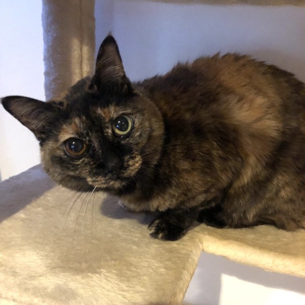 猫 サビ猫 ポンちゃんの写真