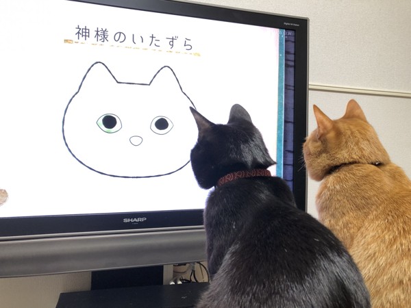 猫 黒猫 すず、かいの写真