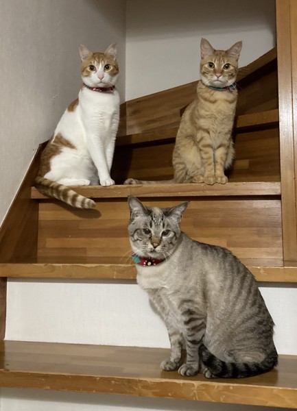 猫 雑種 レオ にゃん太郎 ハナの写真