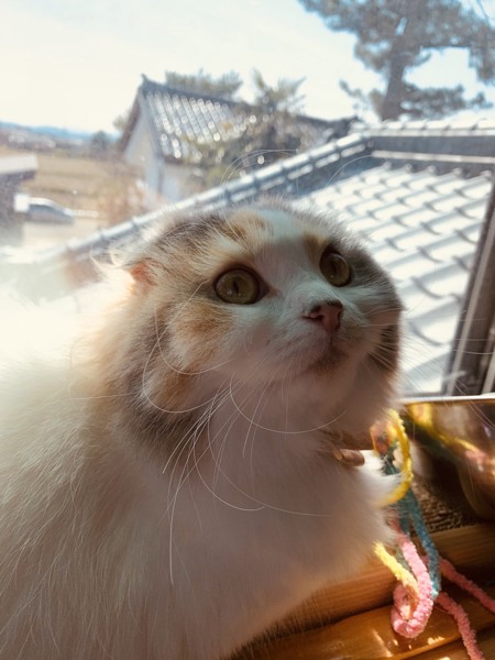 猫 スコティッシュフォールド にゃーこの写真