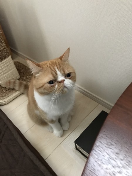 猫 エキゾチックショートヘア ふくの写真