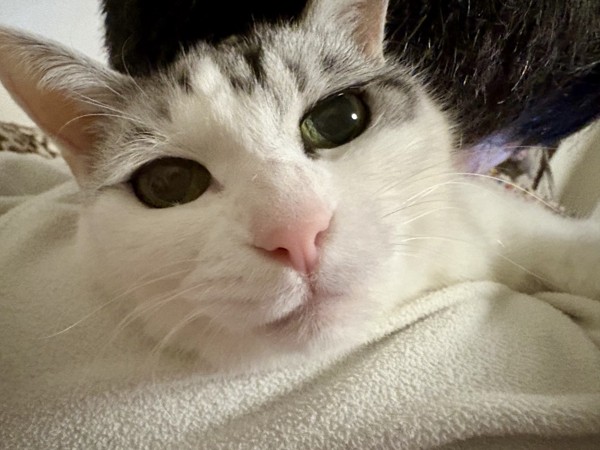 猫 サバシロ もーしゃんの写真