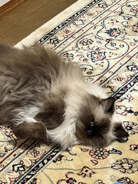 猫 ヒマラヤン モリーの写真