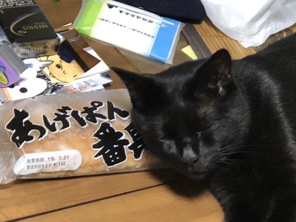 猫 雑種（ミックス） あらしくんの写真