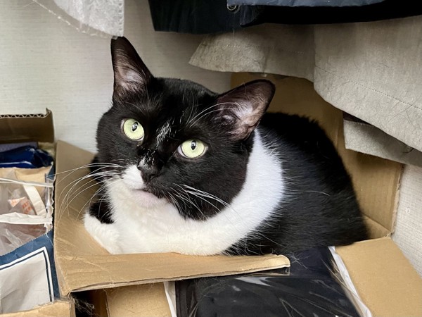 猫 黒ブチ さぬきの写真