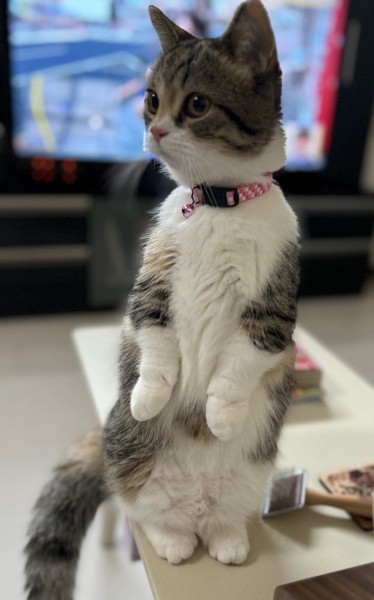 猫 マンチカン ココロの写真