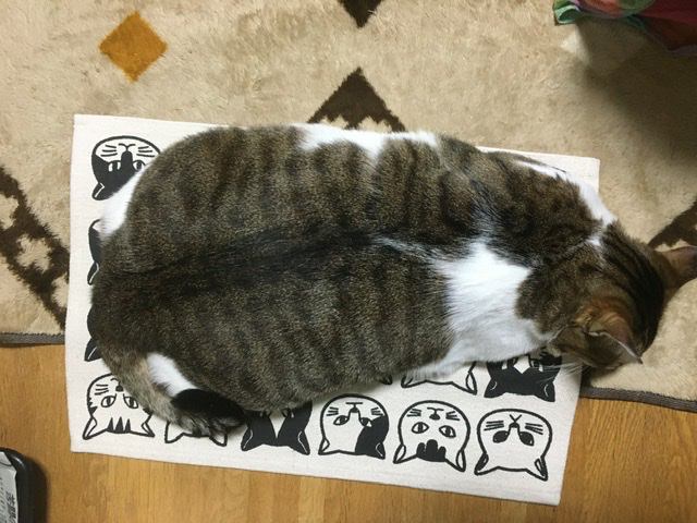 猫 キジシロ ミミちゃんの写真