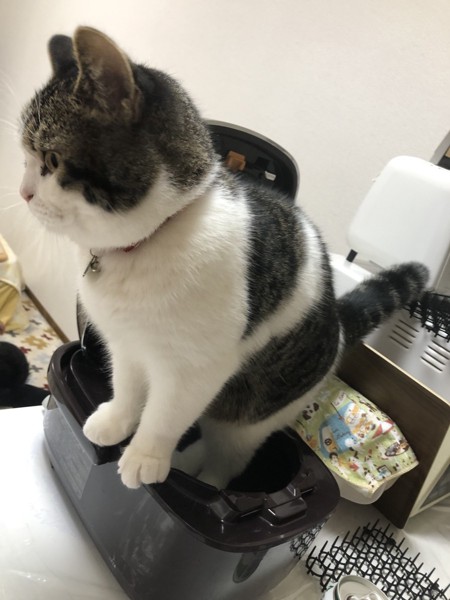 炊飯器でぬくぬくする猫