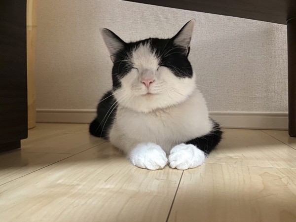 猫 黒ブチ ごましおの写真