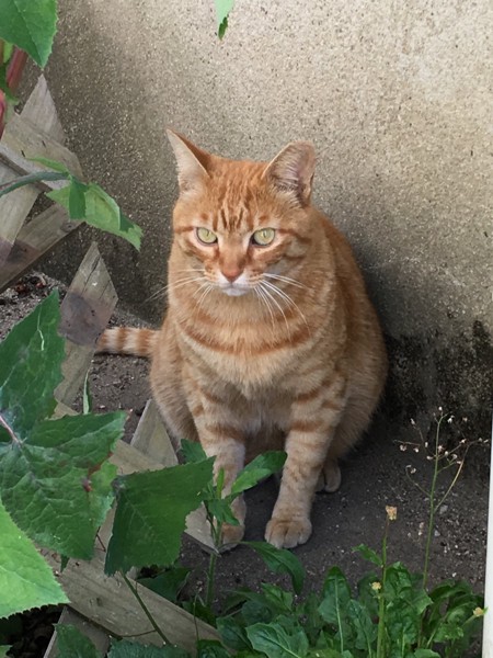 猫 茶トラ キツネの写真