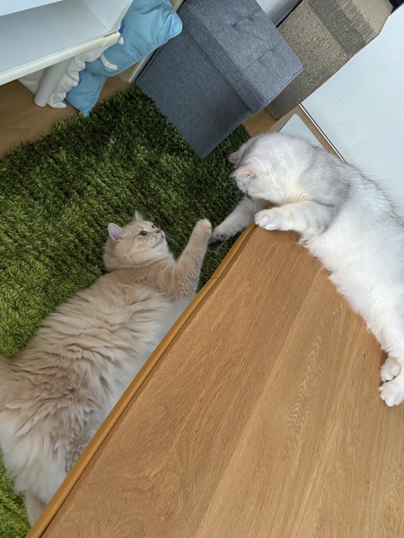 猫 セルカークレックス ノア&メルルの写真