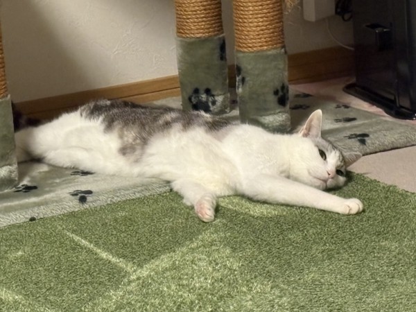 猫 サバシロ もーしゃんの写真