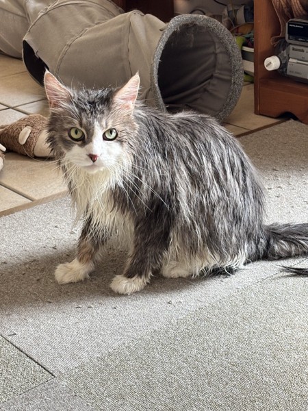 猫 雑種（ミックス） Lukeの写真