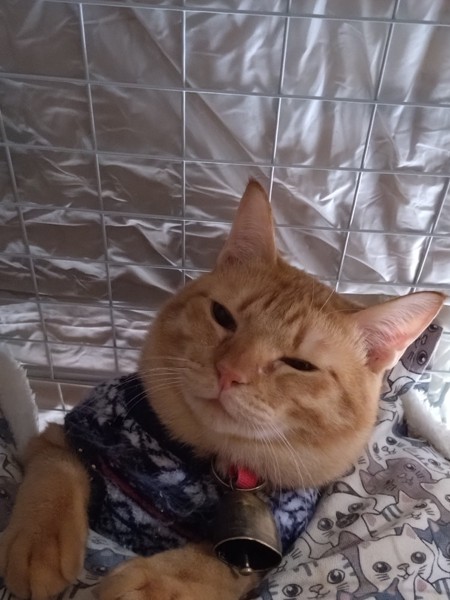 猫 茶トラ りんの写真