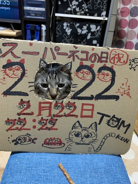 猫 メインクーン トム君の写真