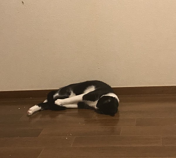 猫 雑種（ミックス） ココの写真