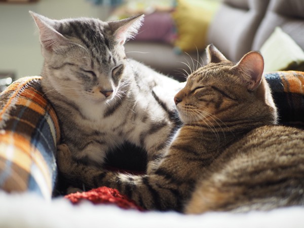 猫 キジトラ 虎（トラ）と景（カゲ）の写真