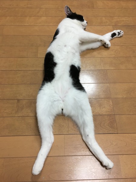 猫 雑種（ミックス） 新子の写真