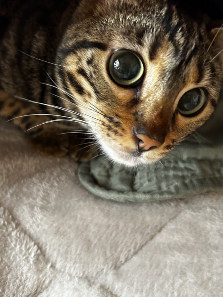 猫 ベンガル あんずの写真