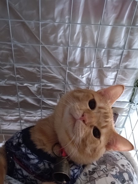 猫 茶トラ りんの写真