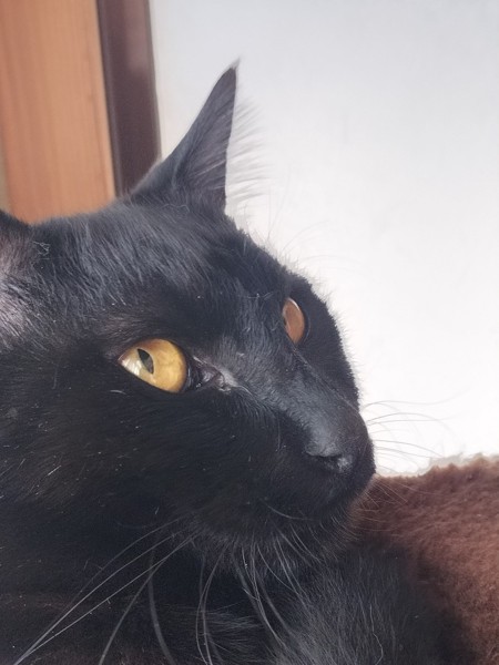 猫 黒猫 黒豆の写真