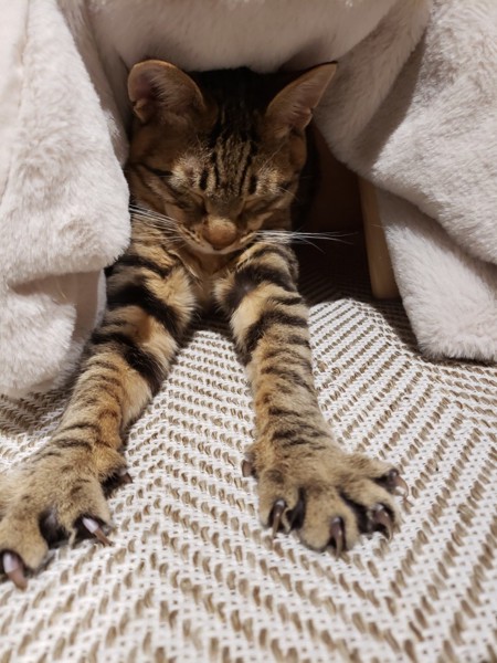 猫 キジトラ ふくの写真