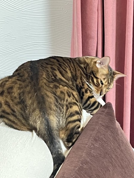 猫 ベンガル Ottoの写真