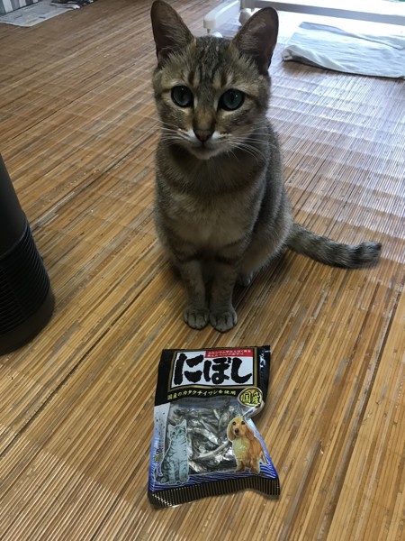 猫 キジトラ こいたろうの写真