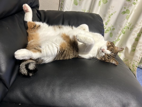 猫 キジシロ ノキアの写真