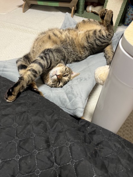 猫 キジトラ コムギの写真