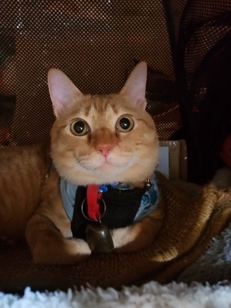 猫 茶トラ りんの写真