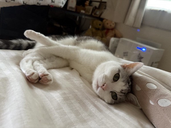 猫 サバシロ もーしゃんの写真