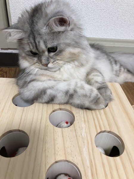 猫 ミヌエット 王子郎の写真