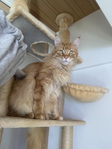 猫 メインクーン マリーちゃんの写真