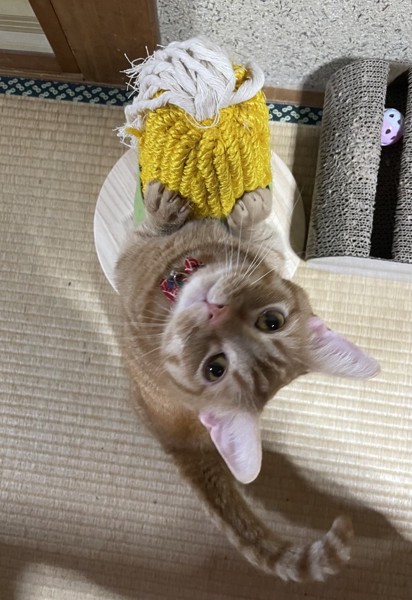 猫 マンチカン ちくわの写真