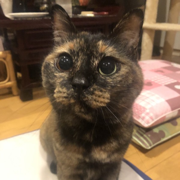 猫 サビ猫 ポンちゃんの写真