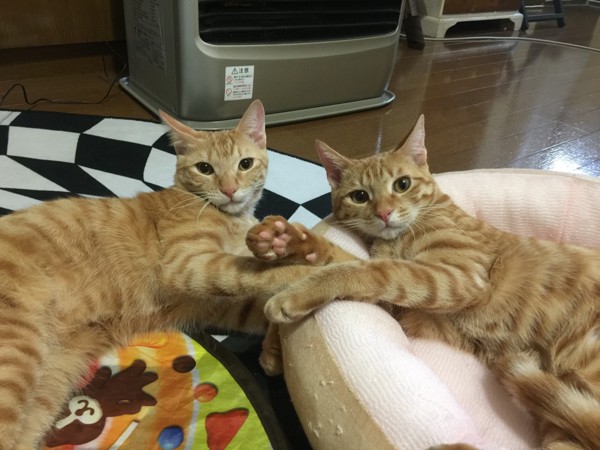 猫 茶トラ モナカ＆キナコの写真