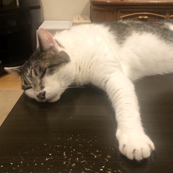 猫 雑種（ミックス） ラブの写真