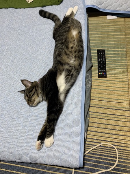 猫 メインクーン トム君の写真