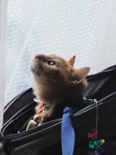 猫 茶トラ りんの写真