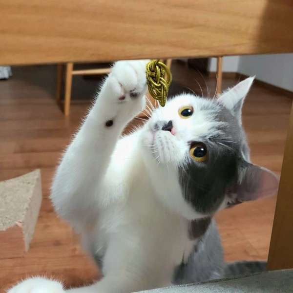 猫 ブリティッシュショートヘア ふくの写真