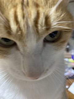 猫 茶白トラ ミモの写真